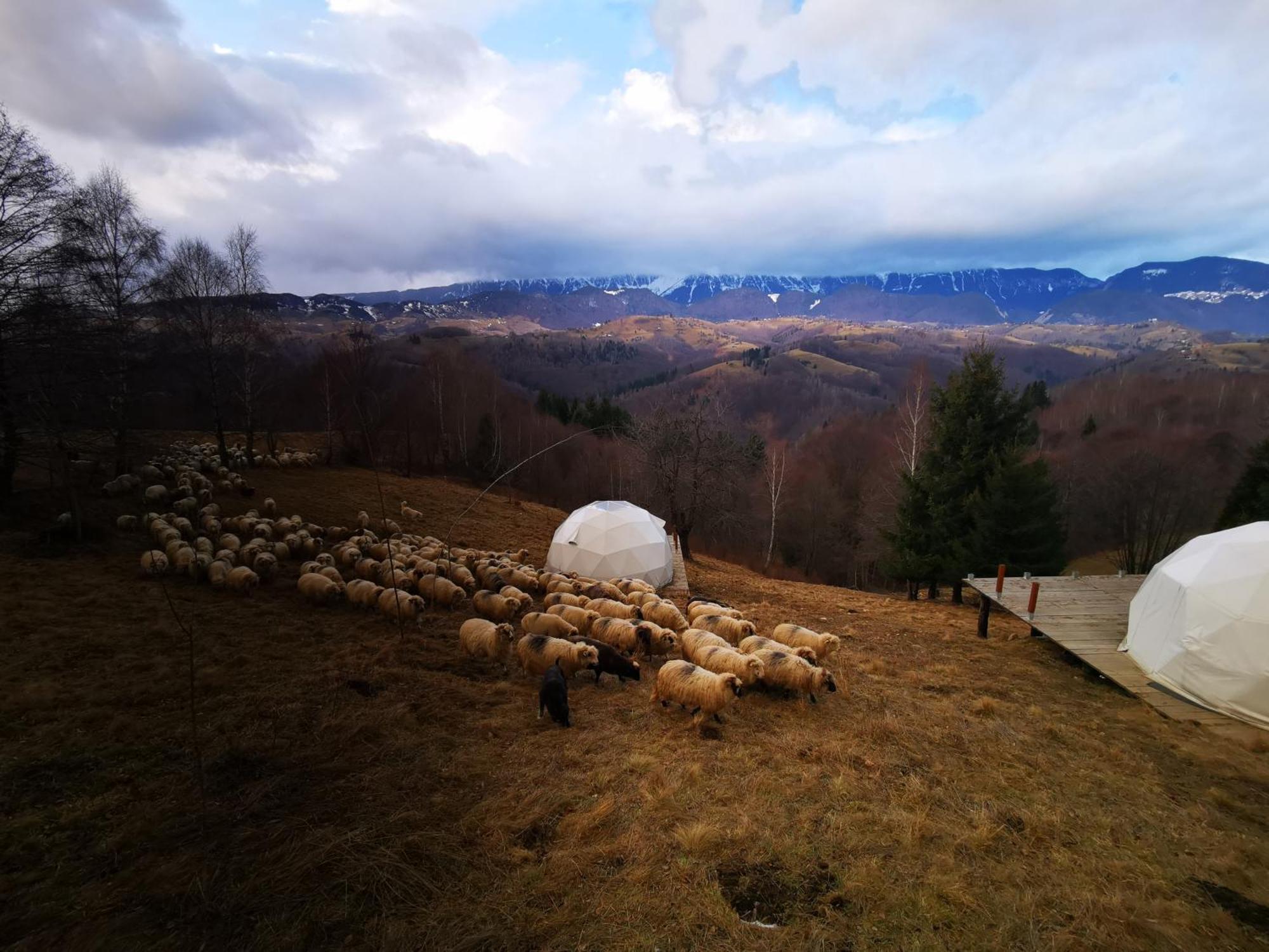 Glamping Zazen Hotell Drumu Carului Exteriör bild