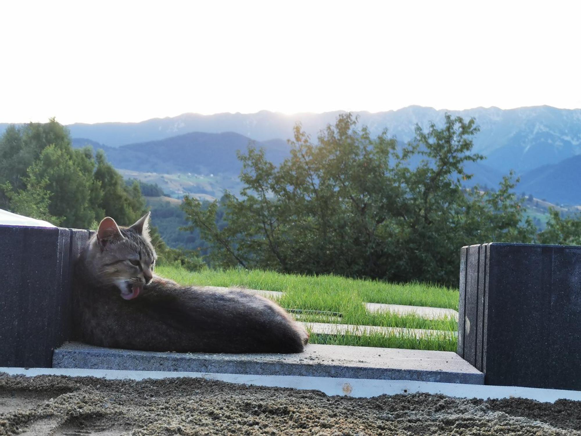 Glamping Zazen Hotell Drumu Carului Exteriör bild